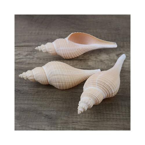 Australia Long Incense Snails Natural Seashells ConchS Sacred Patriarchal Horns Buddhist Sacred Starfish Shells Home Decration