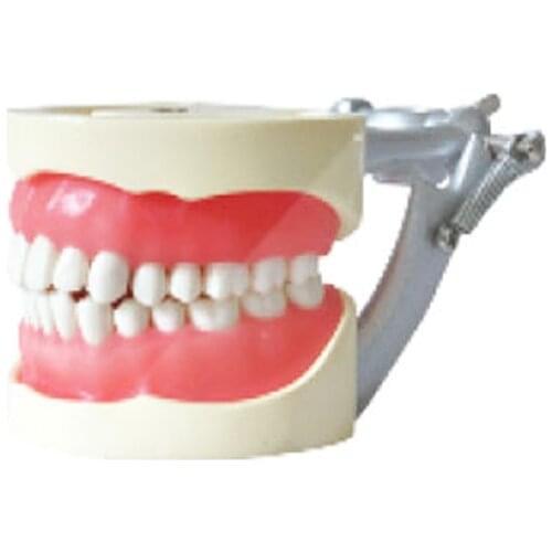 Dental tooth model Standard Model 32pcs TEETH Soft Gum Screw fixed WITH DP Articulator using studing Education in School