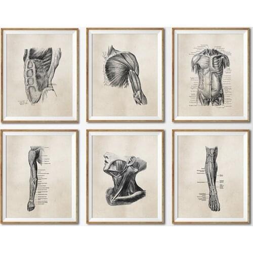Human Anatomy Vintage Posters And Prints Doctors Office Wall Decor Physiotherapis Medical Student Gift Poster Canvas Painting