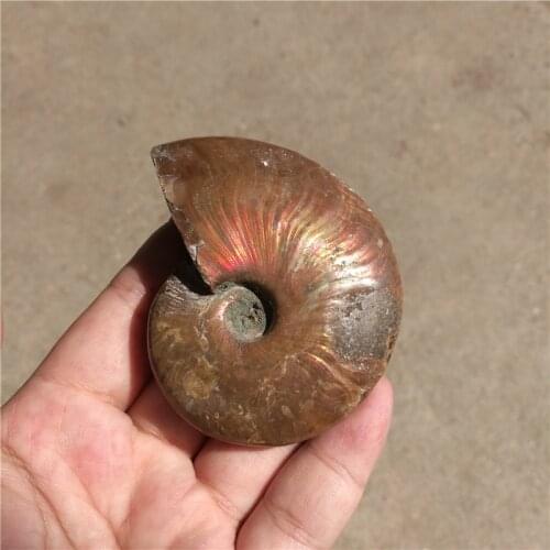 Rainbow!!! Natural conch Ammonite fossil specimens of Madagascar