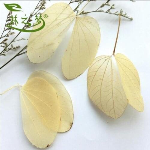 30pcs 10-12cm Dried Natural Cercis Chinensis Leaf Leaves Skeleton Wedding Party Home Mural Bookmark Jewelry Craft DIY