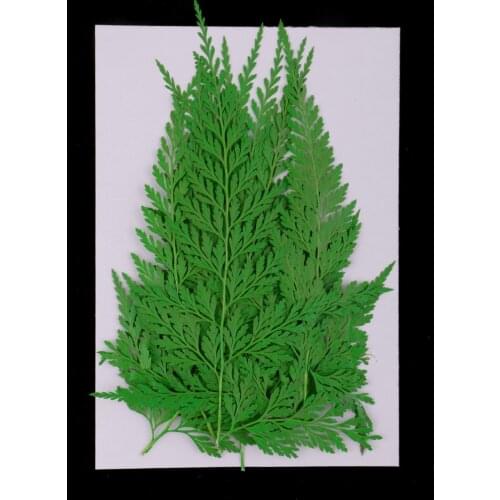 12Pcs Natural Pressed Green Leaves for Scrapbooking Cards Making Crafts DIY