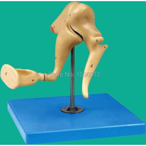 Auditory Ossicle Model, Ear Anatomical Model, malleus, incus, stapes model