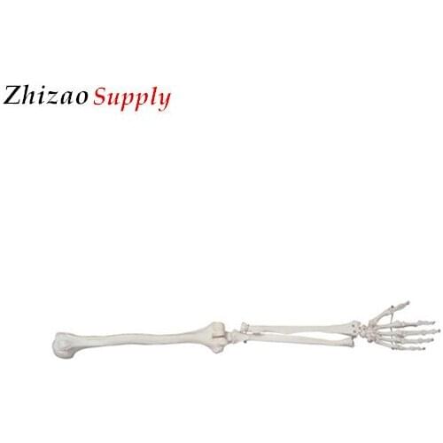 Life-Size Upper Extremity arm hand Skeleton pvc model anatomical educational models