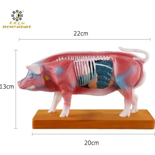 Pig model animal body point model pig Anatomy Models teaching practice training