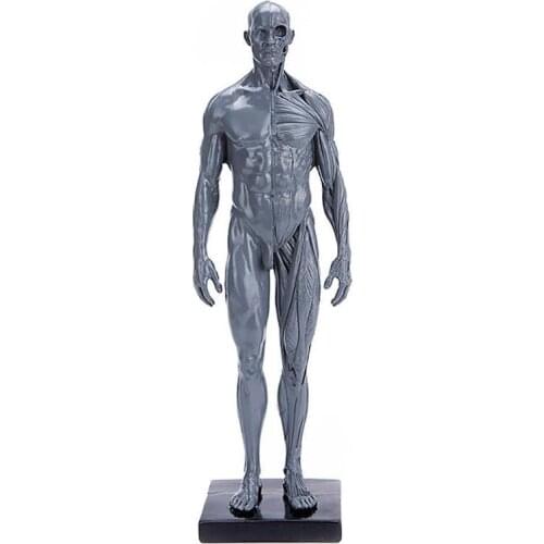 30cm human anatomical model Anatomy Skull Head Muscle Bone Medical Artist Drawing Manikin Articulated Mannequin
