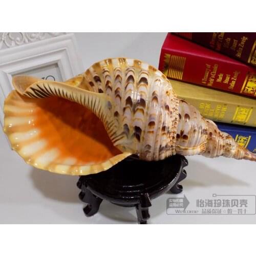 Four big name of name fish bowl Superlarge conch shell snail props Natural corals Sea star statues Home wedding decoration dies