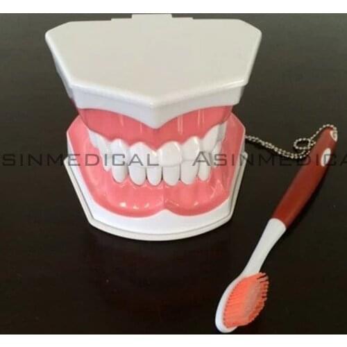 Colgate tooth model Oral teeth Model student study Model Children teeth can be pulled