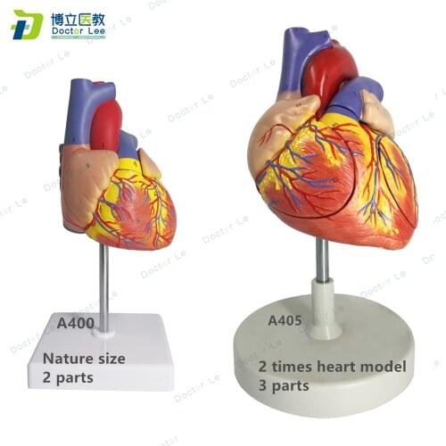 Removable life size human heart anatomical anatomy teaching model viscera medical organ toy educational equipment