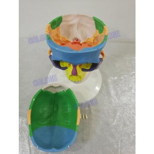 Free shipping&1:1Color the skull model with section 7 cervical spinal nerve of adult head model, model of human skull, medical