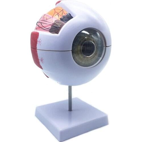 Human Eyeball Model Eye Magnification Model Eye Anatomy Model School Teacher Guides Human Eyeball Teaching Model Medicine