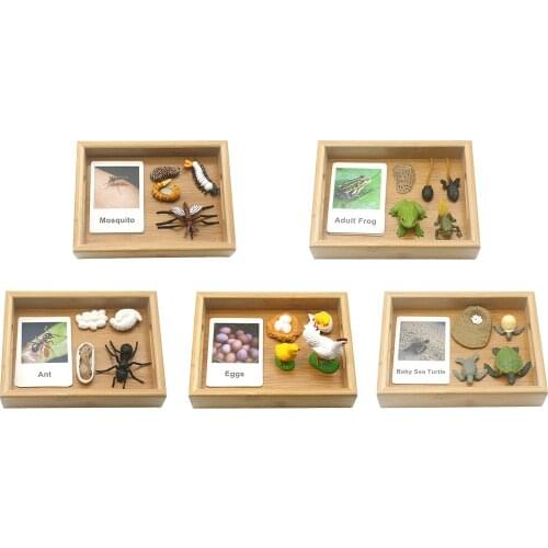 Montessori Life Cycle Growth Child Imagination Educational Toys Gifts Age 3 4 5 Years