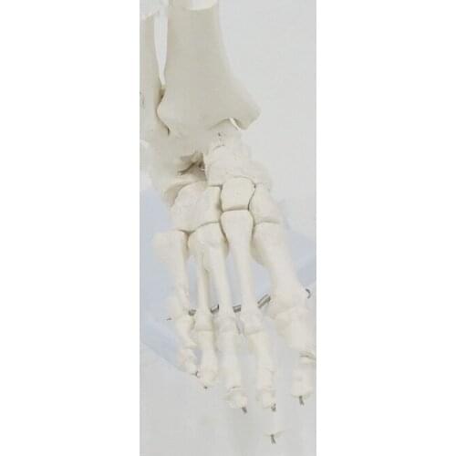 Human foot joint ankle joint foot bone model foot bone simulation ankle joint living metatarsal teaching medical specimen