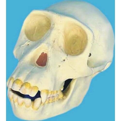 Chimpanzee skull model Skeleton medical model Classroom demonstration of skull teaching aids 18x11x11cm
