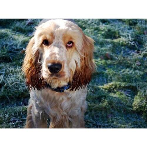 5D Diy Diamond Painting Cross Stitch full Square Round Diamond Embroidery British cocker spaniel for kids room Decor C849