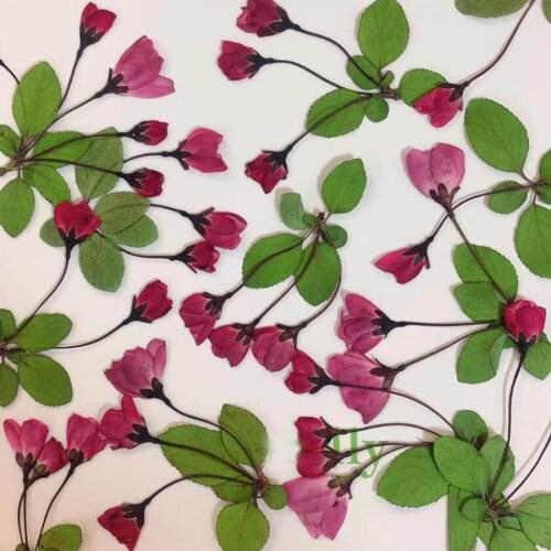 60pcs Buds Flower Dried Pressed Malus Spectabilis +Leaf Plant Herbarium For Jewelry Postcard Bookmark Phone Case Craft 2021New
