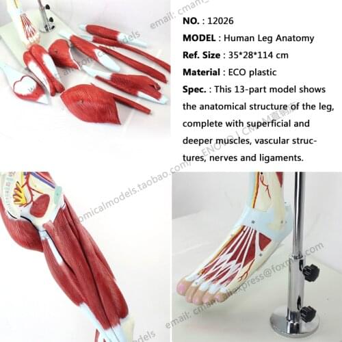CMAM/12026 Muscles of the Human Leg - 13 Parts, Plastic Human Body Muscle Teaching Anatomical Model