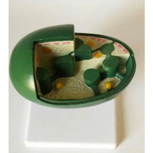 Chloroplast Model Chloroplast Decomposition Model Biomedical Medical Teaching Aids Biological Instruments Anatomy Teaching Model