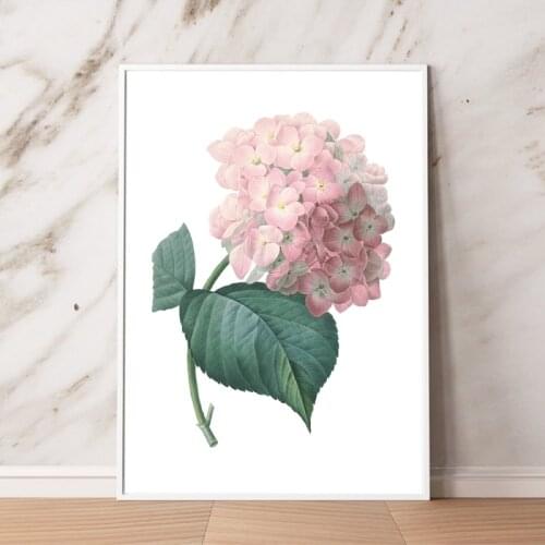 Pink Hortensia Hydrangea Flower Print Botanical Illustration Poster Wall Art Canvas Painting Pink Floral Plant Picture Decor