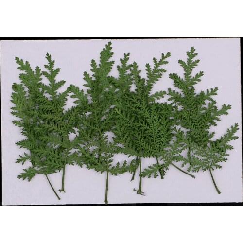 12pcs Natural Pressed Dried Flower Leaves Wormwood Leaf Embellishment for Card Making DIY Phone Case Decoration 8cm