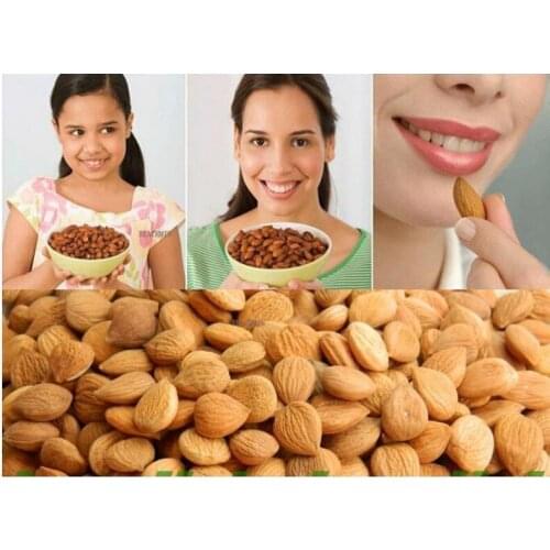 Almond Free Shipping 500g Fresh Bitter Apricot Kernels (with coatings,Organic)