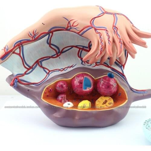 CMAM/12465 Ovary, 2-parts, 5X life size, Genitourinary Medical Teaching Anatomical Model