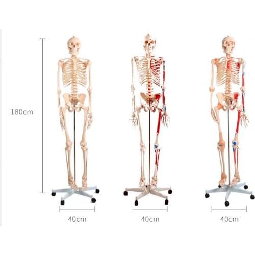 180cm detachable human skeleton model with muscle mark and ligament skeleton model simulation human body