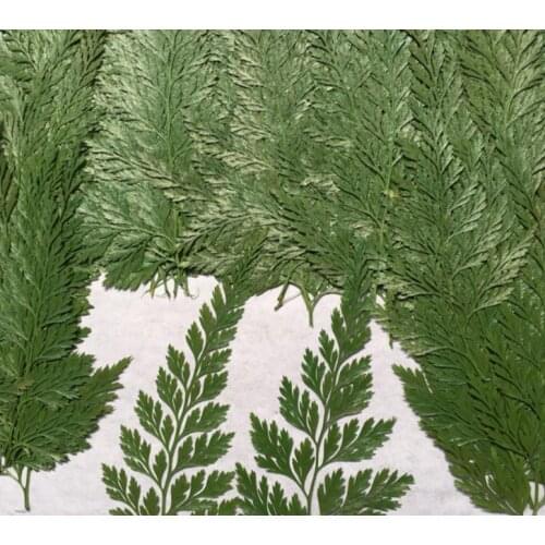 Green Dried Pressed Leaf Leaves Plants Herbarium For candle Making