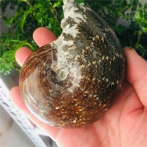360-400g Ammonite Cleoniceras Snail Fossil Madagascar Amazing Natural Geology Specimen Mineral Snail Shell Collection Healing
