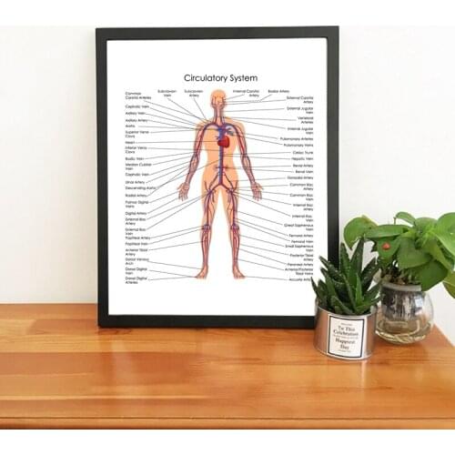 Human Body Circulatory System Diagram Poster Canvas Prints Medical Education Chart of Biology Painting Doctor Office Wall Decor