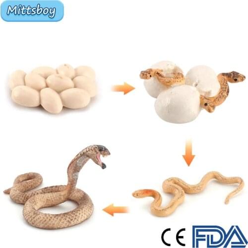New Simulation Animals Growths Cycle Plant Fish Frog Butterfly Model Action Figures Baby Gift Educational Toys for Children Kids