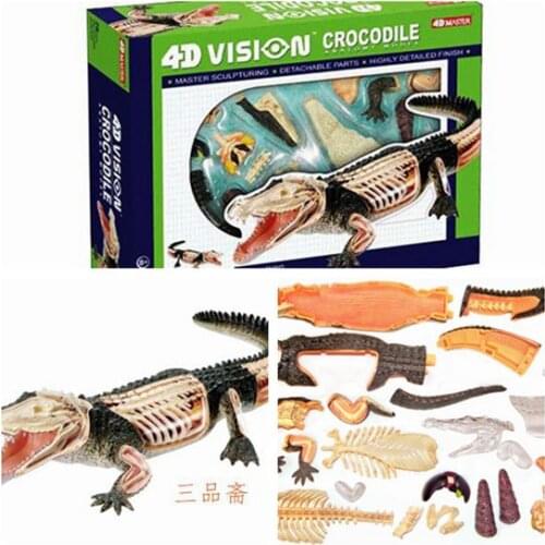 Assembling Puzzle Toy Animal Model Crocodile Anatomical Model educational model
