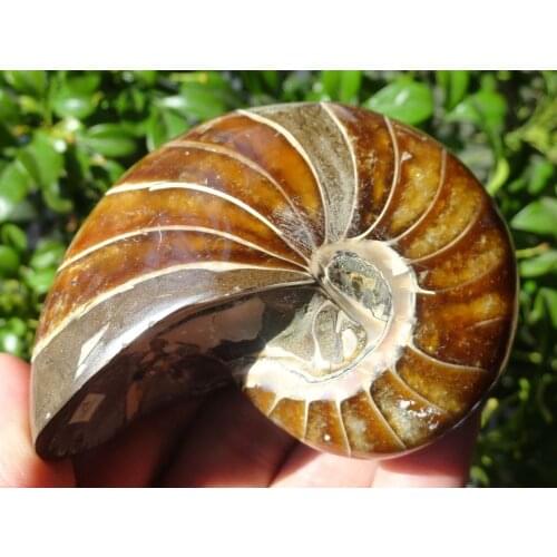 300g Natural pearly nautilus Fossils ammonite Specimen from Madagasca