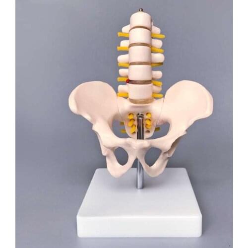 Pelvis model Small pelvic belt Five-section lumbar vertebra joint model Skeleton nerve structure Hip patella Coccyx