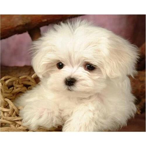 Full Square Round 5D Diy Diamond Painting maltese dog Diamond Embroidery Cross Stitch crystal Picture by number Sticker L917