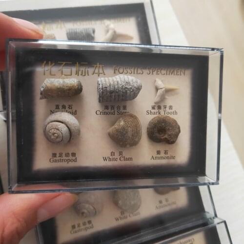 1 Box Natural Marine Fossil Specimens Sample Ocean Animal Plant Material Rock Healing Stone Collection Ornament