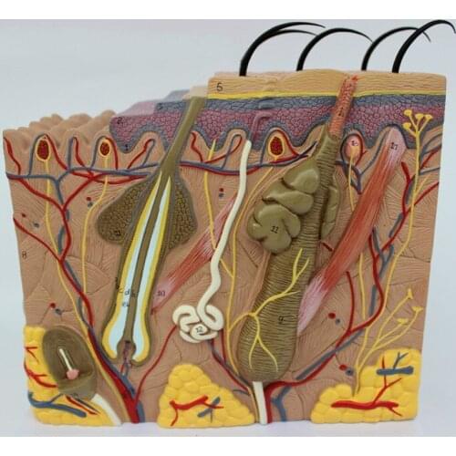 1PC 35X 50X 70X Human Anatomical Skin Subcutaneous Tissue Dissection Medical Model School Hospital Teaching Educational Supplies
