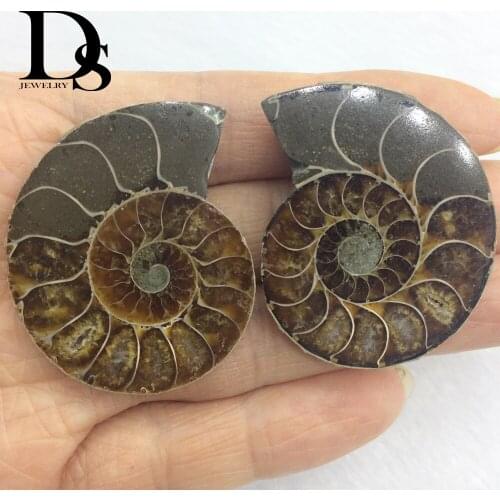 1 pair Split Ammonite Fossil Specimen Ocean Shell Healing Madagascar