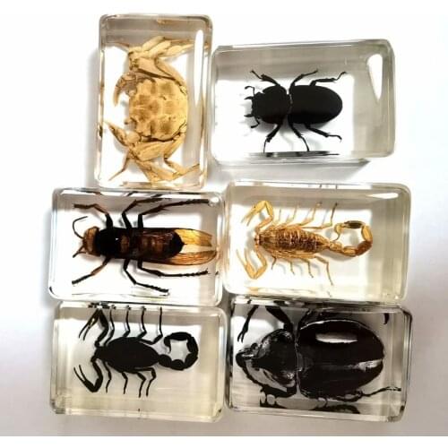 6 pcs fashion real bee beetle scorpion king crab insect paperweight