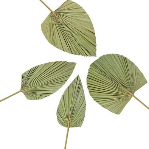 1P Dry Palm Fan Leaf Window Reception Art Wall Hanging DIY Flower Arrange Material Wedding Party Arch Layout Home Garden Decor