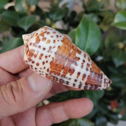 2pcs Natural Conch Shells Specimen DIY Aquarium Landscape Seashells Crafts Nautical Home Decor