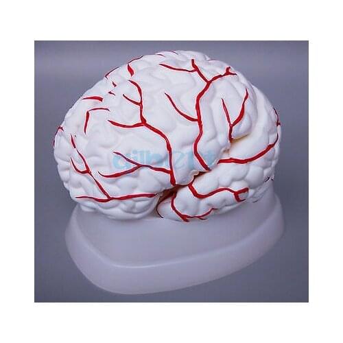 8 Parts Human Brain With Artery Fully Dissected Model for Medical Study Natural