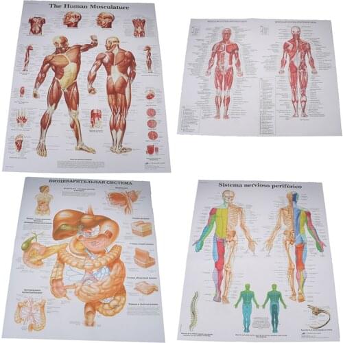 For Medical Education Hospital Massage Map Human Anatomy Muscles System Art Poster Print Body Map Silk Painting Wall Pictures