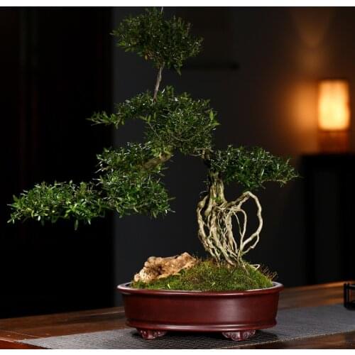 Exquisite Purple Clay Flower Pot Oval Medium Large Retro Succulent Old Pile Banyan Asparagus Indoor Potted Plant