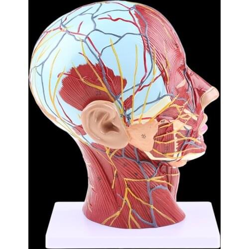 Human Anatomical Half Head Face Anatomy Medical Brain Neck Median Section Study Model Nerve Blood Vessel For Teaching