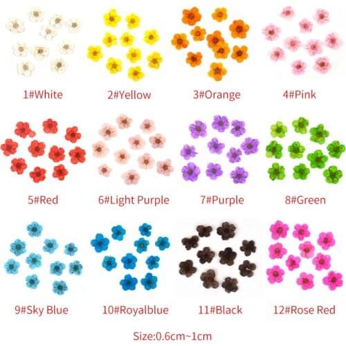 DM169 Hot Sell DIY Little Star Flowers Dried Flowers Handmade Material Jewelry Accessories Home Decoration Colorful Set