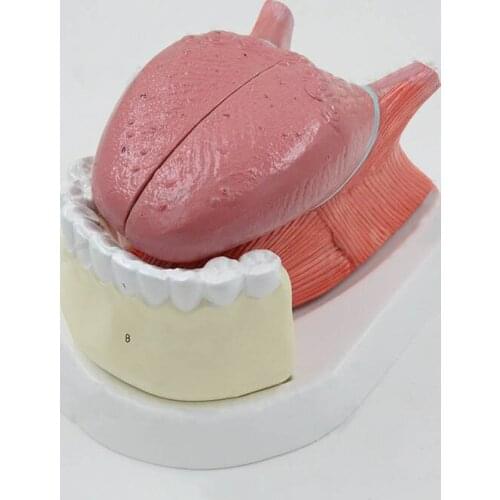 Simulation human tongue tongue tooth model anatomy model of oral muscle