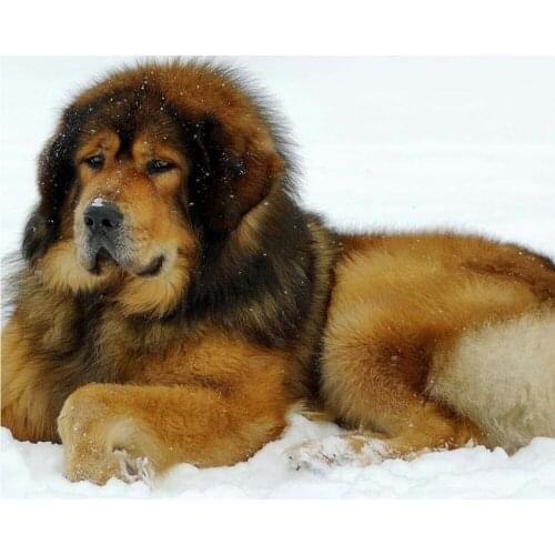 Diamond Mosaic 5D DIY Diamond Painting Full Square Round 3D Embroidery Tibetan Mastiff Pictures of Rhinestones Wall Decor DF651