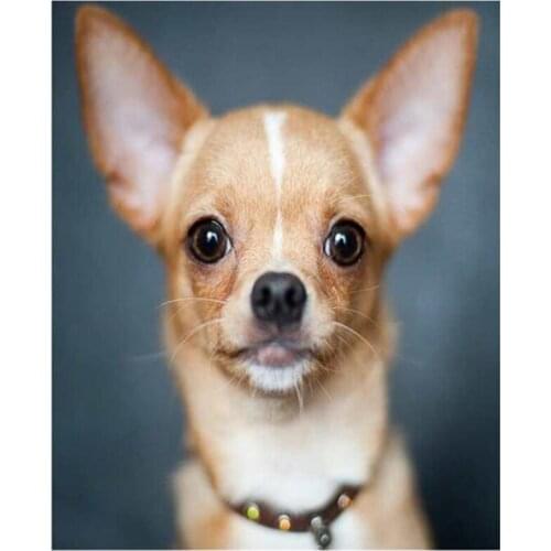 Full Square Diamond 5D Diy Cute Chihuahua Puppy Pet Diamond Painting Cross Stitch Embroidery Mosaic Kits Home Decoration FH862