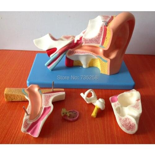 Ear Anatomic Model ,Ear Amplification Model